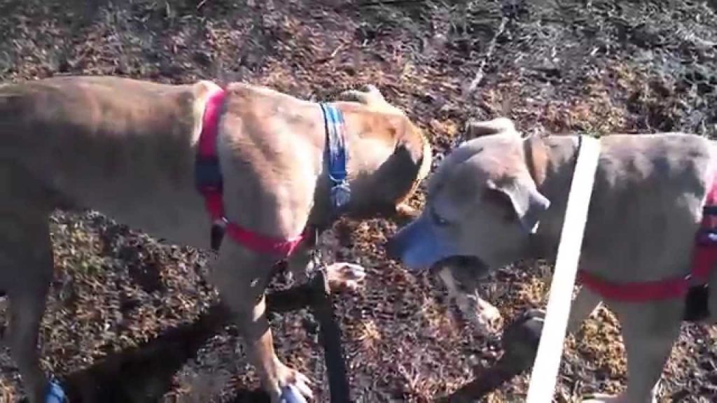 Dog Break Sticks