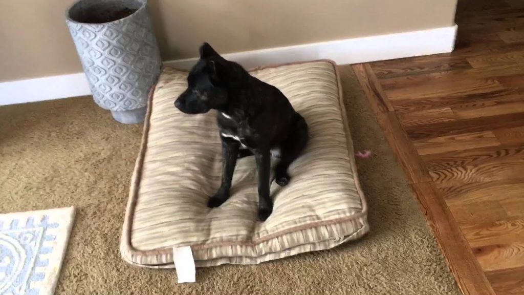 Ultimate Dog House Training Guide