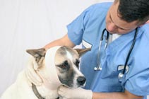 Dog Health Insurance
