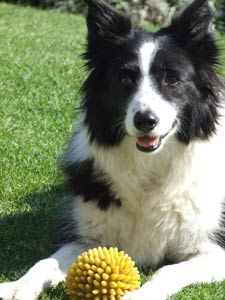 Pet Health Insurance