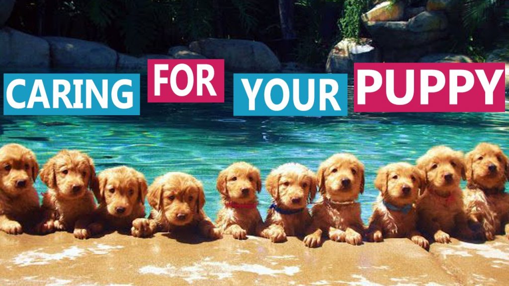 Dog Care for Kids