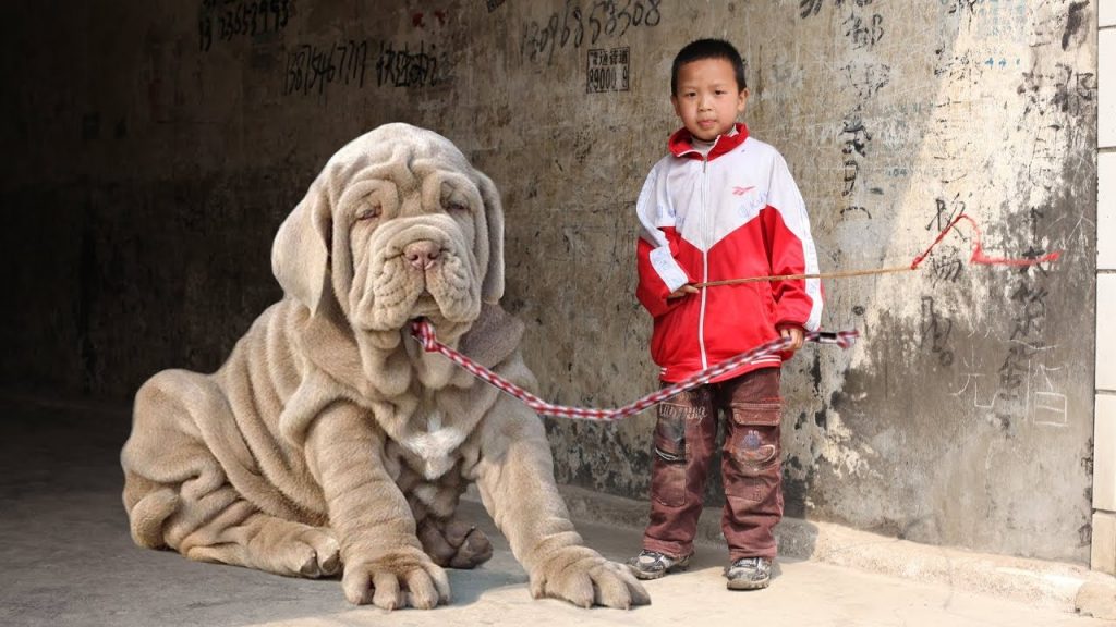 Best Kid-Friendly Dog Breeds