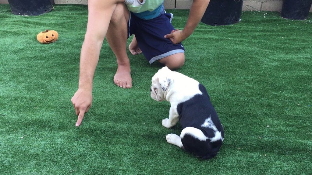 Bulldog Training