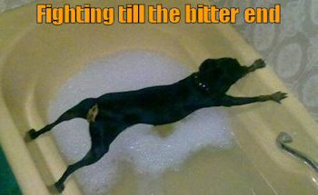 dog bath