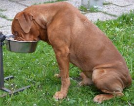 dog feeding