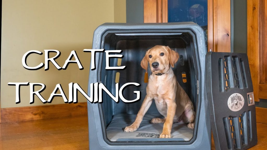 Puppy Crate Training