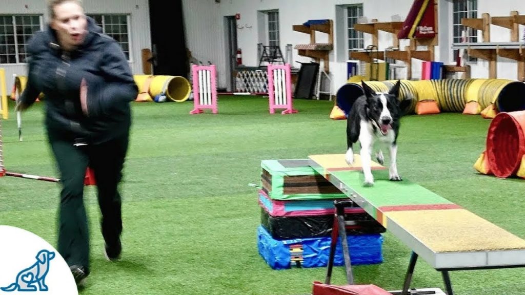 Agility Training Dogs