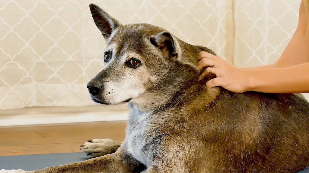 Dog Anxiety Help