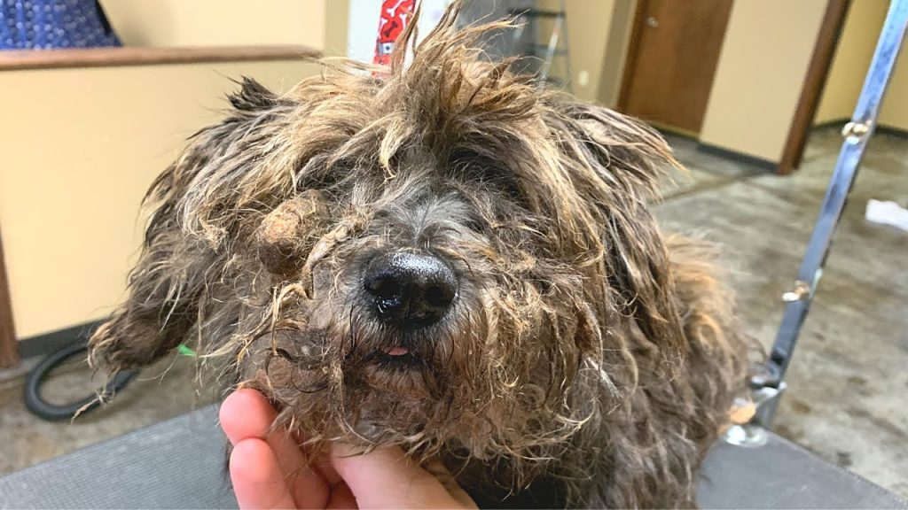 Dog Grooming Guide