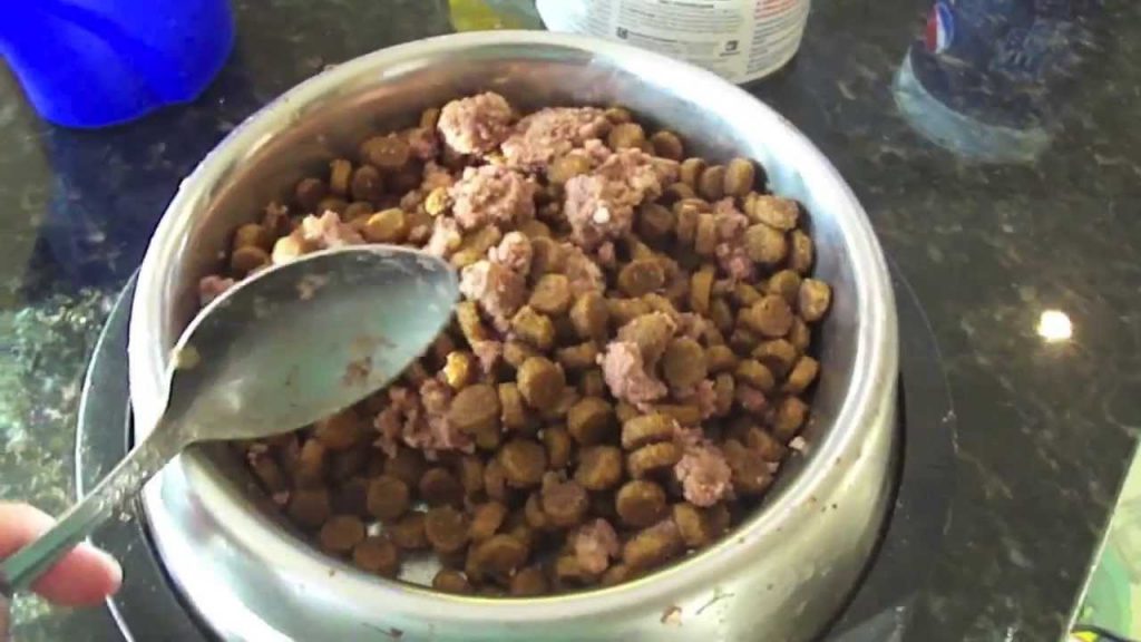 How Often Should You Feed Your Dog