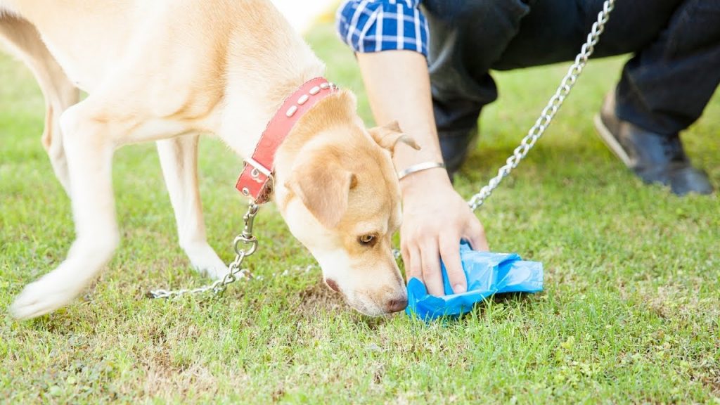 How To Make A Dog Stop Eating Poop