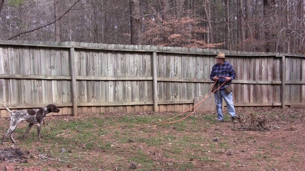 Fundamentals Dog Training
