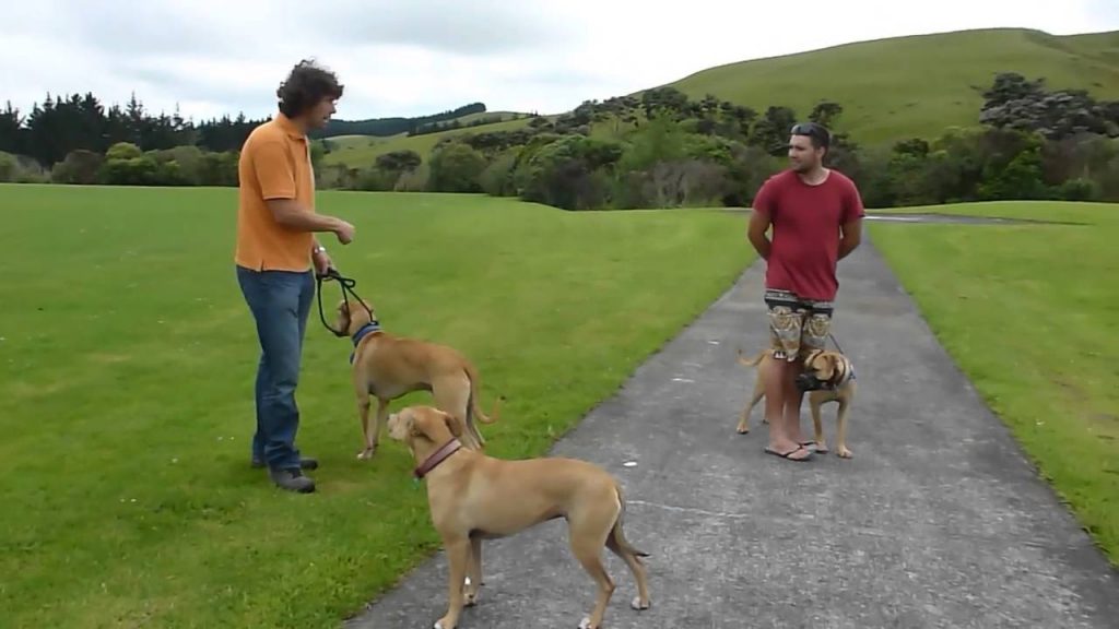 Positive Dog obedience Training