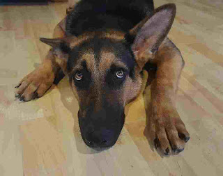 dog laying on the floor