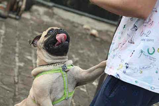 dog jumping for treat