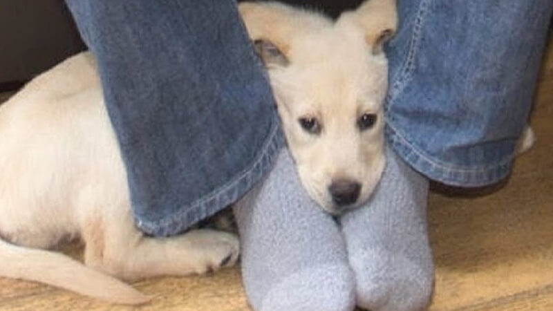 Dog Sits on my Feet