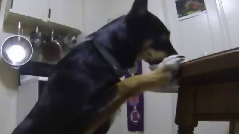 dog jumping on counter