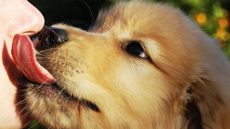 Why Dogs Lick Our Faces