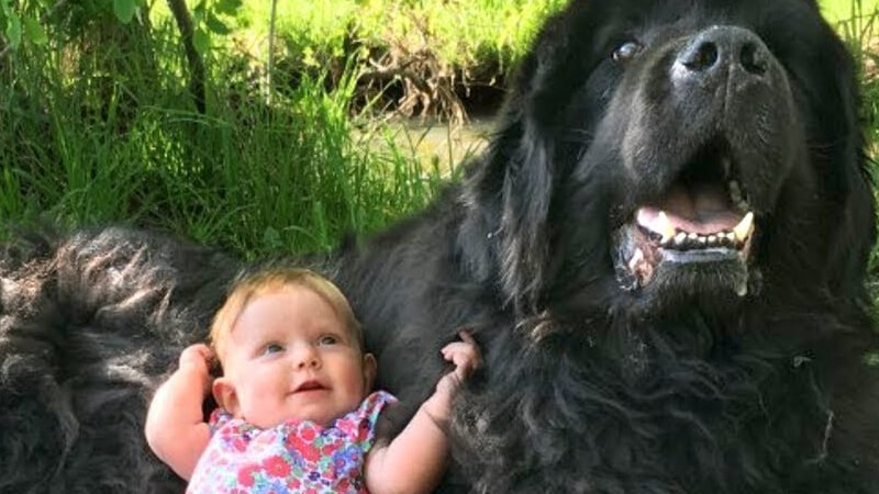 dog plays too rough with kids
