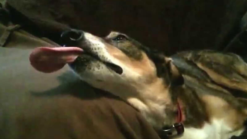dog licking air