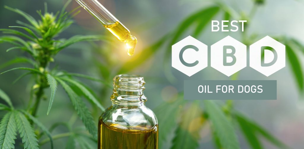 best CBD oil for dogs