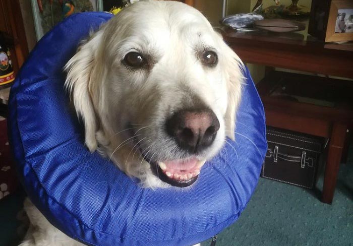 Best Inflatable Dog Collar Reviews