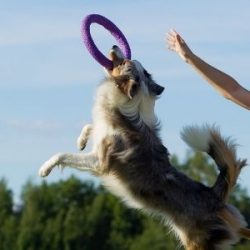 Best Dog Training Techniques You Should Know