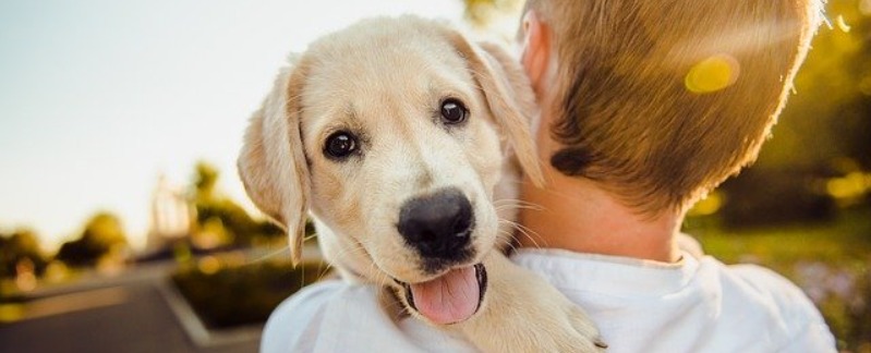 shock collar for whining dog