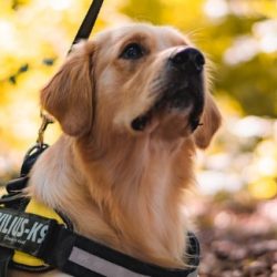 Equipment — Collars, Leashes and Harnesses