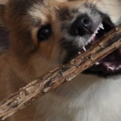 What to Do When Your Dog Mouths or Play-bites