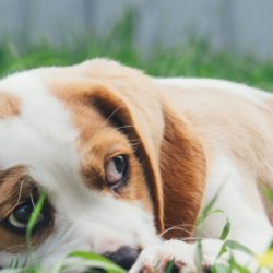 Fear and Phobias in Dogs