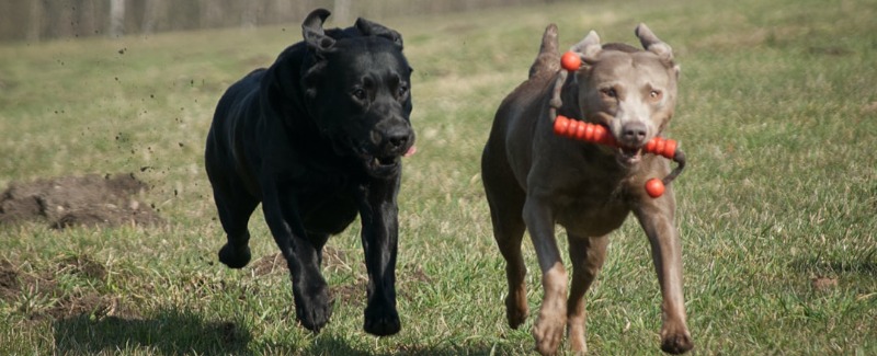 Games Dogs Play The Dog Lady games-dogs-play-the-dog-lady