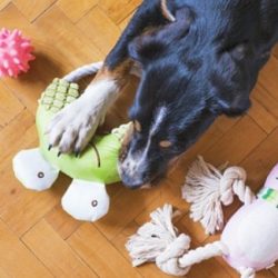 Good Chewing Items for Your Dog
