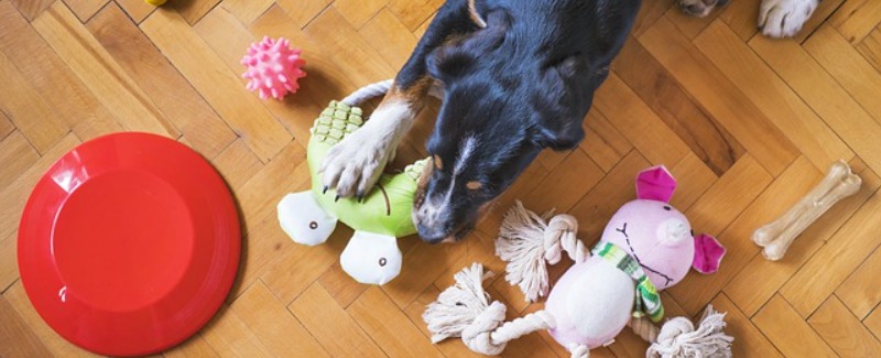 Good Chewing Items for Your Dog