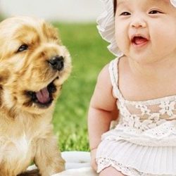 Bringing Home Baby — Infants and Dogs