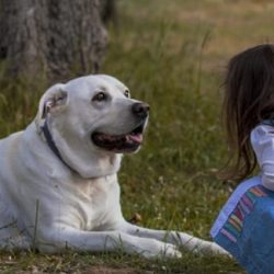 Leadership for Dogs and Kids