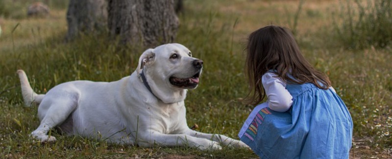 Leadership for Dogs and Kids