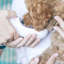 Veterinary Care for Dogs