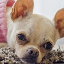 Chihuahuas – What You Need to Know