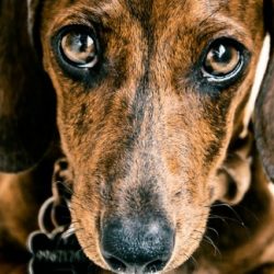 Dachshunds – What You Need to Know