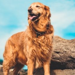 Golden Retrievers – What You Need to Know