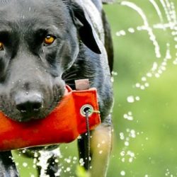 Labrador Retrievers – What You Need to Know