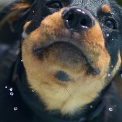 Rottweilers – What You Need to Know