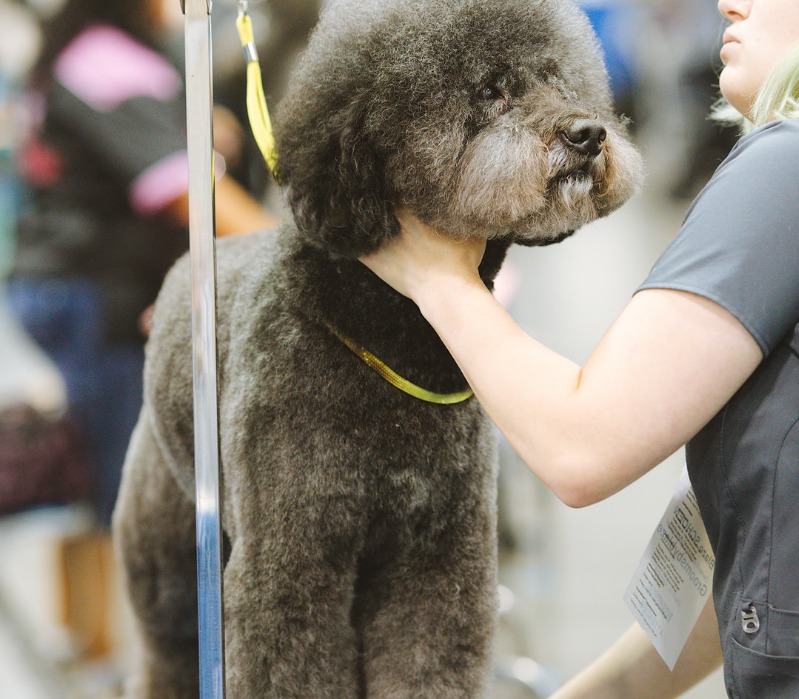 Show Dog Groomers