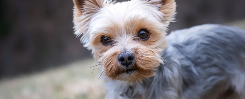 Yorkshire Terrier guide