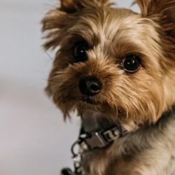 11 Things to Know Before Buying a Yorkshire Terrier