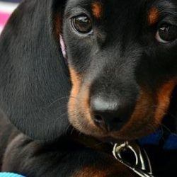 Top 14 Dog Breeds That Don’t Shed