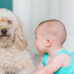 Why do dogs protect babies?