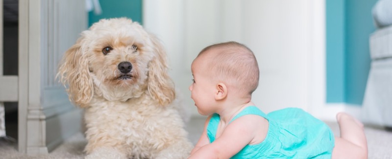 Why do dogs protect babies
